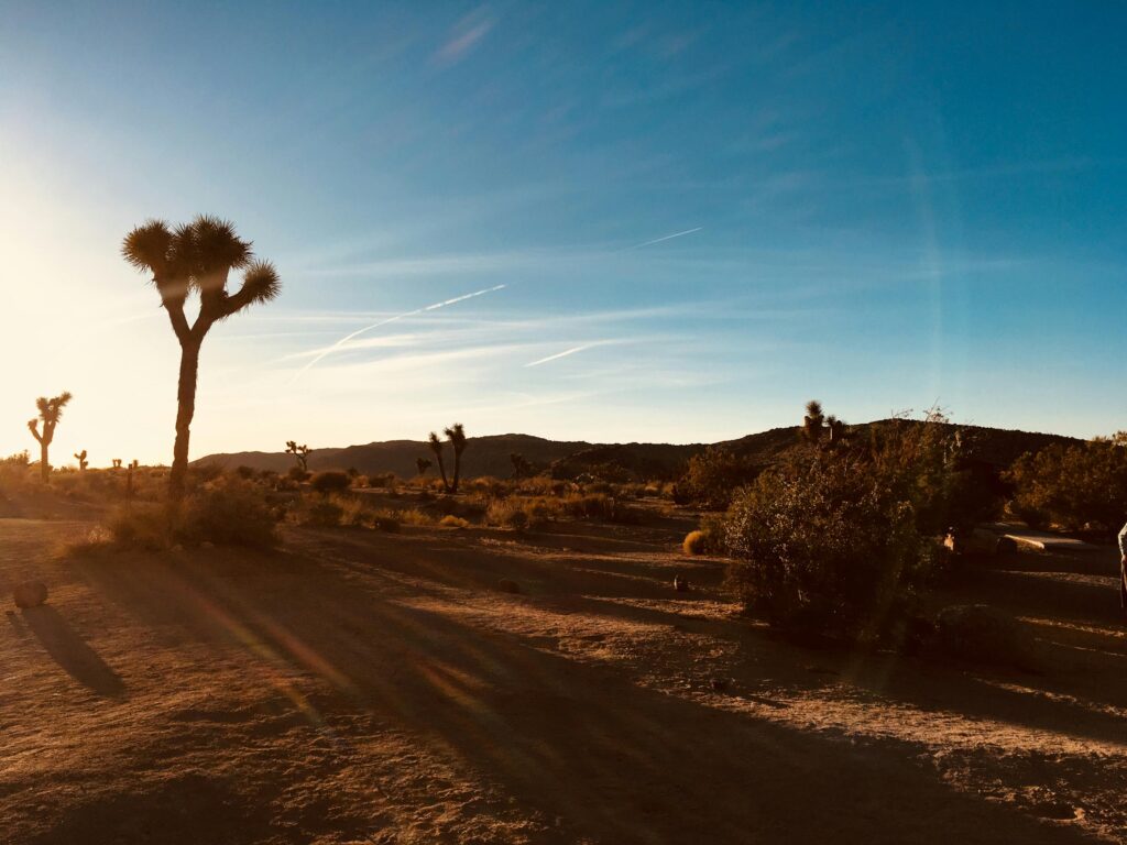 Joshua Tree road trip