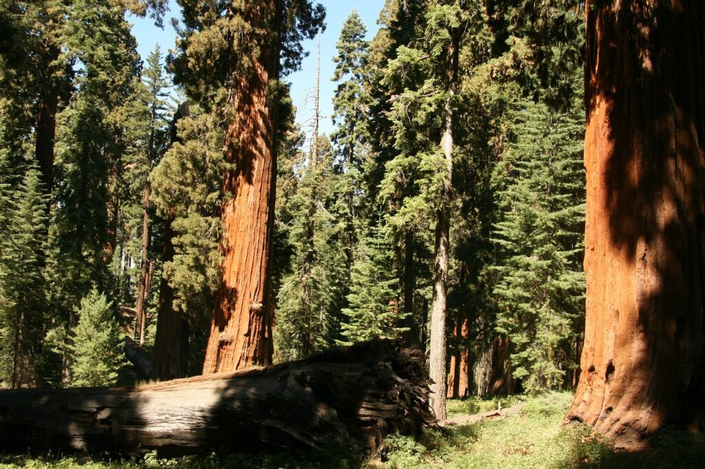 redwood, giant, trees-315721.jpg